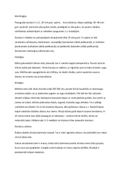 Dunduri: bioloģija un nozīme ekosistēmā 3