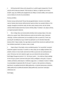Dunduru uzbūve un attīstības cikls 3