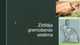 Trušu Zīditāja gremošanas sistēma