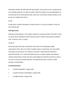 Zarndobumaiņi – klasifikācija un medūzu raksturojums 2