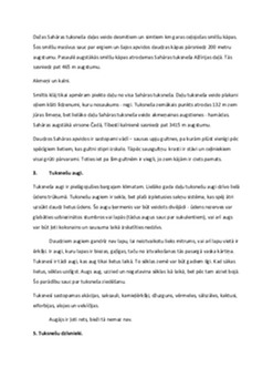 Āfrikas tuksneši - Saharas tuksnesis 3