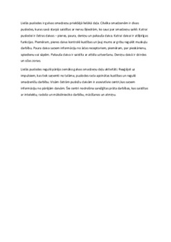 Galvas smadzenes 3